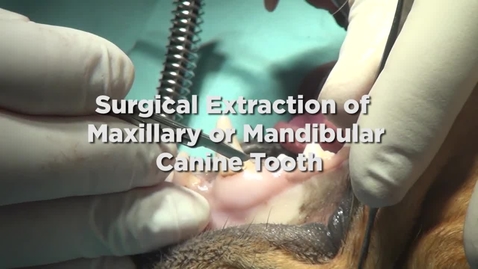 Thumbnail for entry Maxillary canine surgical extraction