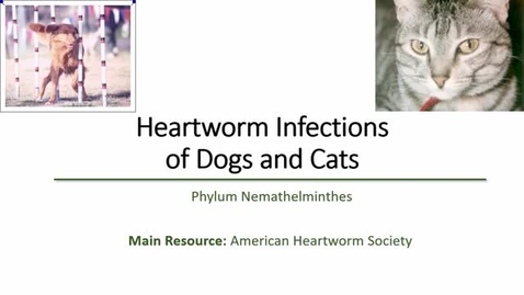 Thumbnail for entry VM 530 Parasitology Filarial Nematodes in Dogs and Cats (Heartworm) - Mansfield