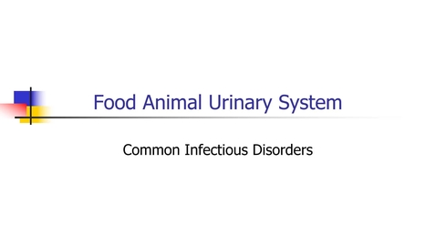 Thumbnail for entry VM 568-Food Animal Urinary Tract Infectious Disorders