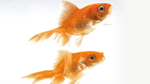 Thumbnail for This is Water - David Foster Wallace