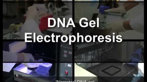 Thumbnail for The use of Agarose Gel Electrophoresis to analyze DNA