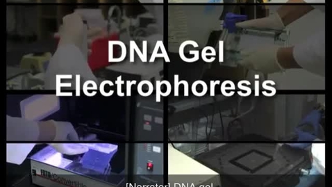 Thumbnail for entry The use of Agarose Gel Electrophoresis to analyze DNA