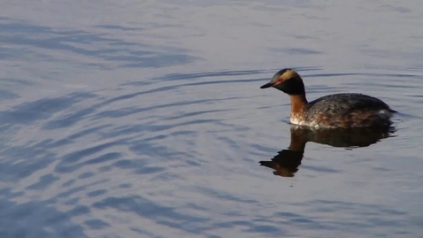 Thumbnail for Sucker Lake - Horned Grebe and Scaup