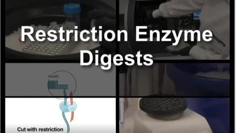 Thumbnail for Restriction Enzymes