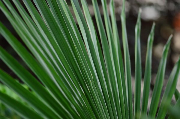 Palm Sunday of the Lord's Passion episode artwork