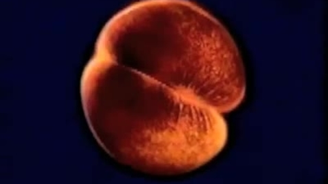 Thumbnail for entry 01.1 Developing Egg Cells