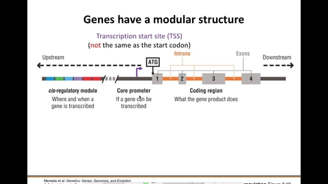 Thumbnail for BIO207 Review - Genetics Ch. 2 Topics