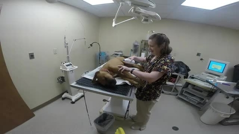 Thumbnail for 11 - Produce Diagnostic ECG Dog.mp4