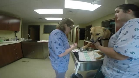 Thumbnail for 2 - Place Cephalic Catheter Dog (retake).mp4