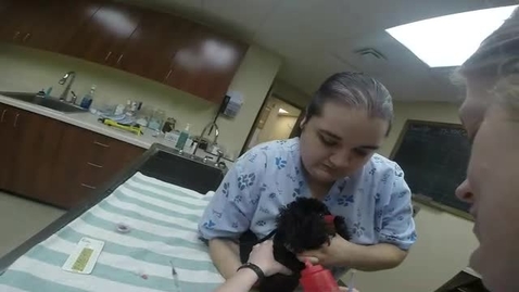 Thumbnail for 1 - Jugular Venipuncture Dog.mp4