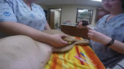 Thumbnail for 3 - Place a Saphenous Catheter.mp4
