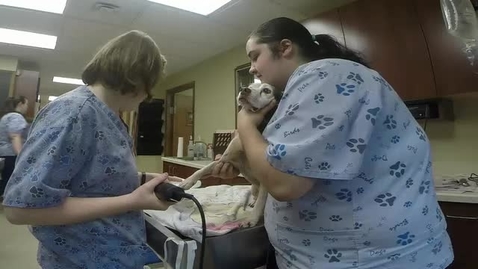 Thumbnail for 2 - Place Cephalic Catheter Dog.mp4