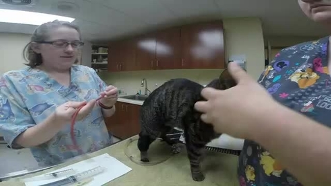 Thumbnail for 9 - Place a Stomach Tube.mp4