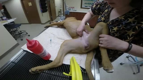 Thumbnail for 8 - Perform Cystocentesis on Female Dog.mp4