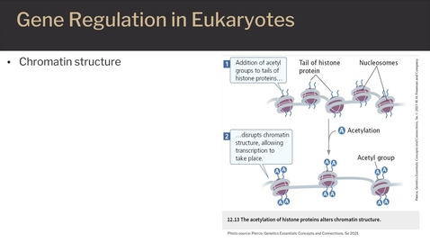 Thumbnail for Gene expression
