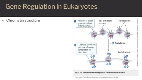 Thumbnail for entry Gene expression