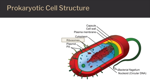 Thumbnail for Cells