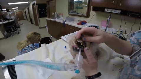 Thumbnail for REDO 12 - Dental Prophylaxis 2.mp4