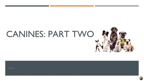 Thumbnail for 5-Canine part two- instructor- completed
