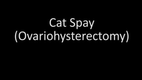 Thumbnail for Cat Spay (Ovariohysterectomy)