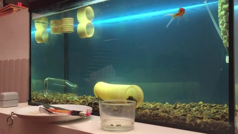 Thumbnail for 6.2 - Video 1 - Fish training.mp4