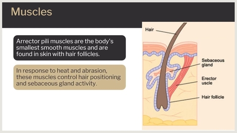 Thumbnail for entry The Science of Skin