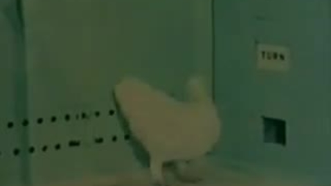Thumbnail for Skinner: A Pigeon Learns to Read